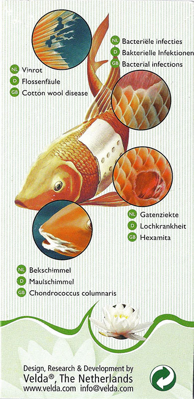 Bactimon, detail foto infekce koi, okrasné ryby
