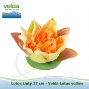 Lotos žlutý 17 cm - Velda Lotus yellow