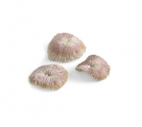 biOrb dekorativní set korálů - plate coral set, 72675