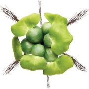 Pontec Vodní Hyacint 14cm