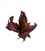 Umělá akvarijní rostlina Fitónie s červenými špičatými listy - 12 cm