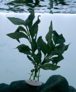 Umělá akvarijní rostlina Lobelia s tmavě zelenými listy - 25 cm