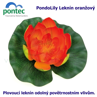 Pontec PondoLily - Leknín oranžový
