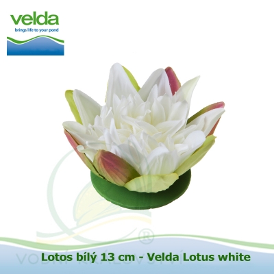 Lotos bílý 13 cm - Velda Lotus white