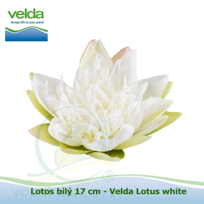 Lotos bílý 17 cm - Velda Lotus white