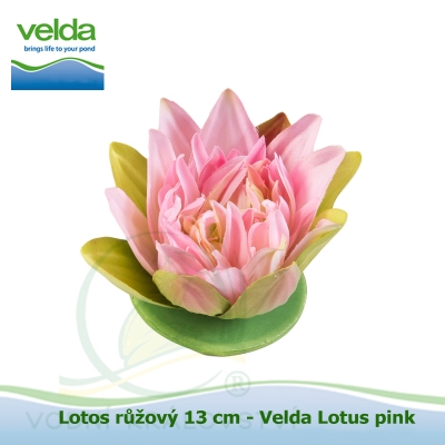 Lotos růžový 13 cm - Velda Lotus pink