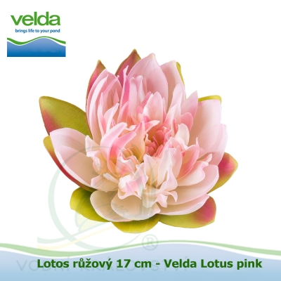 Lotos růžový 17 cm - Velda Lotus pink