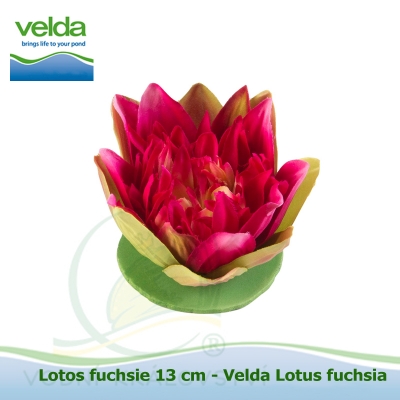Lotos fuchsie 13 cm - Velda Lotus fuchsia