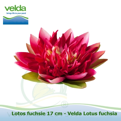 Lotos fuchsie 17 cm - Velda Lotus fuchsia