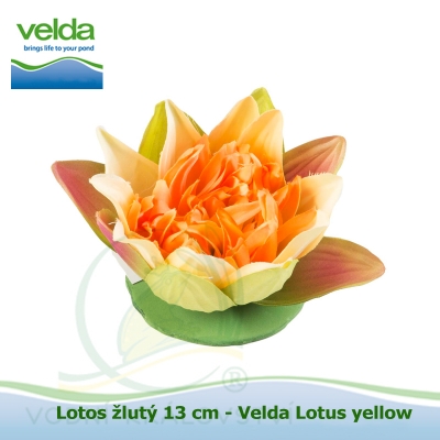Lotos žlutý 13 cm - Velda Lotus yellow