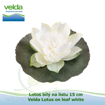 Lotos bílý na listu 15 cm - Velda Lotus on leaf white