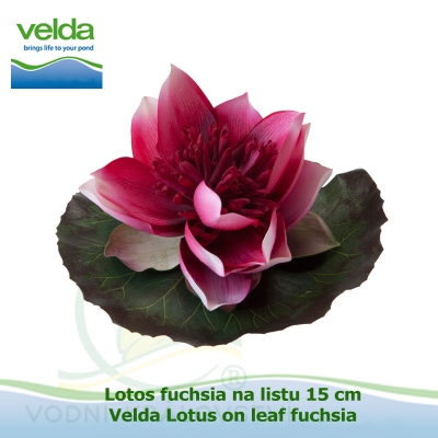 Lotos fuchsia na listu 15 cm - Velda Lotus on leaf fuchsia