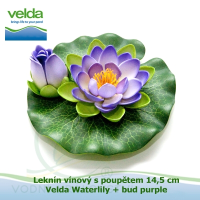 Leknín vínový s poupětem 14,5 cm - Velda Waterlily + bud purple