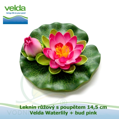 Leknín růžový s poupětem 14,5 cm - Velda Waterlily + bud pink