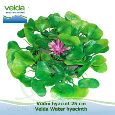 Vodní hyacint 25 cm - Velda Water hyacinth