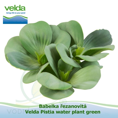 Babelka řezanovitá - Velda Pistia water plant green
