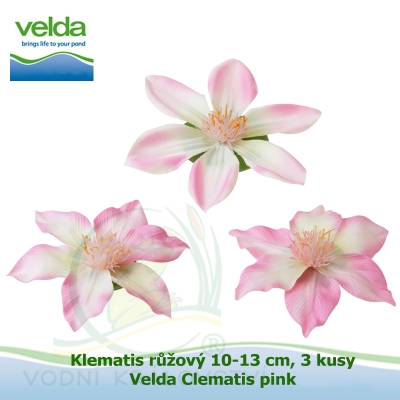 Klematis růžový 10-13 cm, 3 kusy - Velda Clematis pink