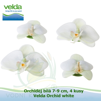 Orchidej bílá 7-9 cm, 4 kusy - Velda Orchid white
