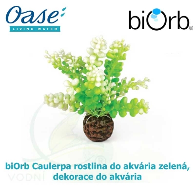 biOrb Caulerpa rostlina do akvária zelená, dekorace do akvária